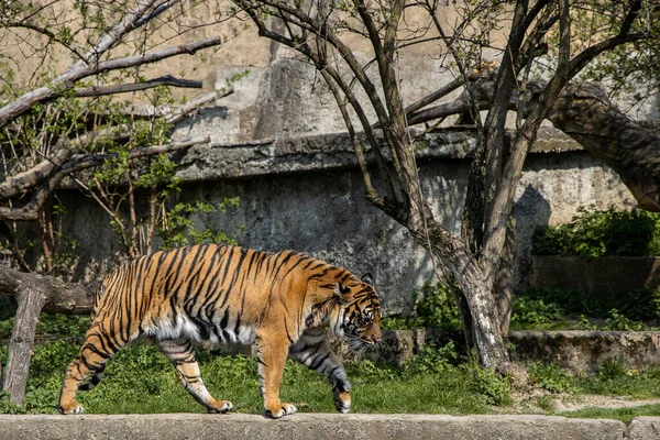 Belo Tigre Adulto Grande Andando Dia Primavera Zoológico Varsóvia Polônia — Fotografia de Stock