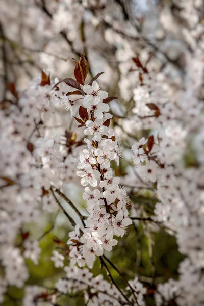 Hermoso Fondo Primavera Con Flores Blancas Árbol Frutal Flor Día — Foto de Stock