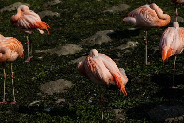 Belo Pássaro Pelicano Rosa Água Escura Zoológico — Fotografia de Stock