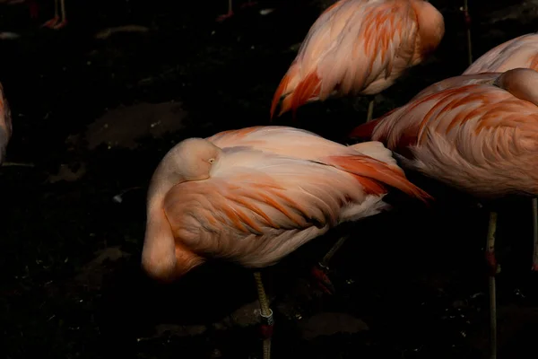 beautiful pink pelican bird standing in the dark water at the zoo