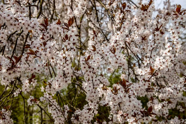 Beautiful Spring Background White Flowers Blossoming Fruit Tree Sunny Warm — Stock Photo, Image