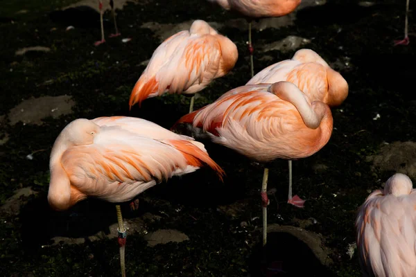 動物園の暗い水の中に立つ美しいピンクのペリカンバード — ストック写真