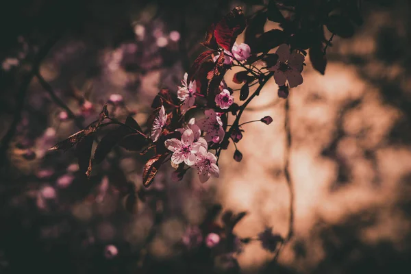 Schöner Frühlingsbaum Voller Kleiner Zartrosa Blüten Einem Schönen Warmen Sonnigen — Stockfoto