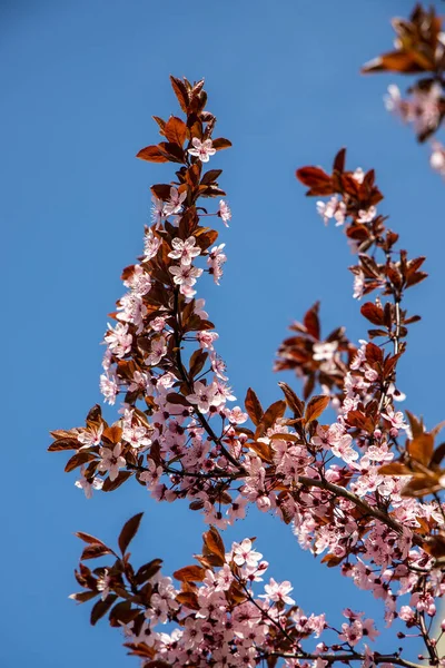 Hermoso Árbol Primavera Lleno Pequeñas Flores Rosadas Delicadas Hermoso Día — Foto de Stock