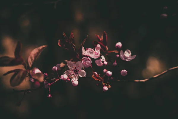 Schöner Frühlingsbaum Voller Kleiner Zartrosa Blüten Einem Schönen Warmen Sonnigen — Stockfoto