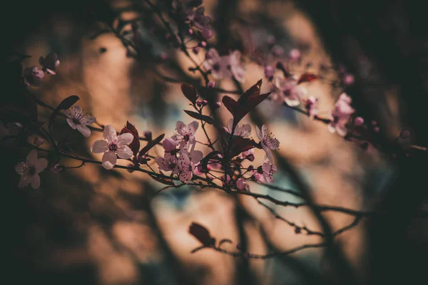 Όμορφο Ανοιξιάτικο Δέντρο Γεμάτο Μικρά Λεπτά Ροζ Λουλούδια Μια Όμορφη — Φωτογραφία Αρχείου