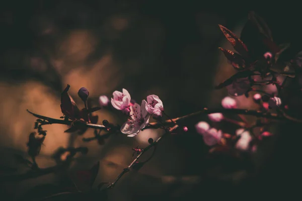 Schöner Frühlingsbaum Voller Kleiner Zartrosa Blüten Einem Schönen Warmen Sonnigen — Stockfoto