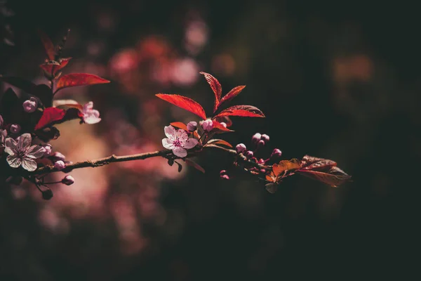 Schöner Frühlingsbaum Voller Kleiner Zartrosa Blüten Einem Schönen Warmen Sonnigen — Stockfoto