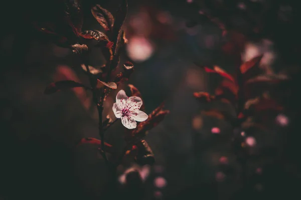 Bellissimo Albero Primaverile Pieno Piccoli Delicati Fiori Rosa Una Bella — Foto Stock