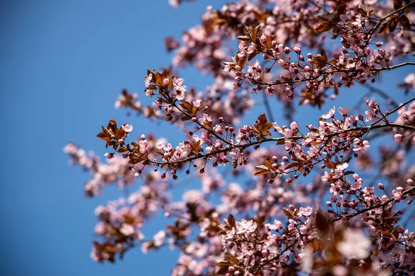 Красивое Весеннее Дерево Полное Мелких Нежных Розовых Цветов Прекрасный Теплый — стоковое фото