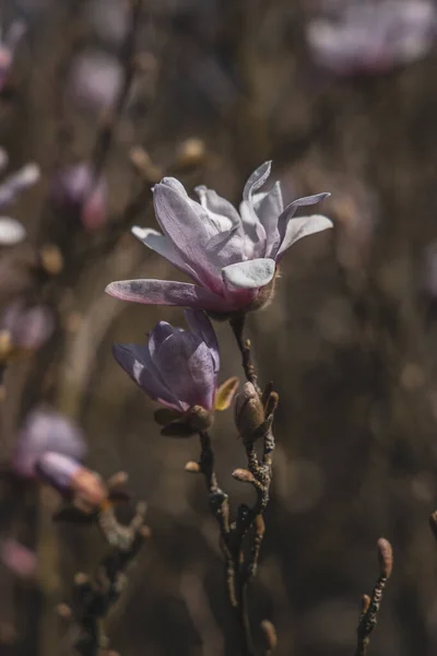 Mooie Delicate Grote Heldere Magnolia Bloemen Een Lenteboom Warme Zonneschijn — Stockfoto