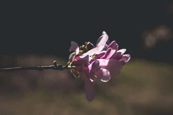 Krásná Jemná Velká Jasná Magnólie Květiny Jarním Stromě Teplém Slunci — Stock fotografie