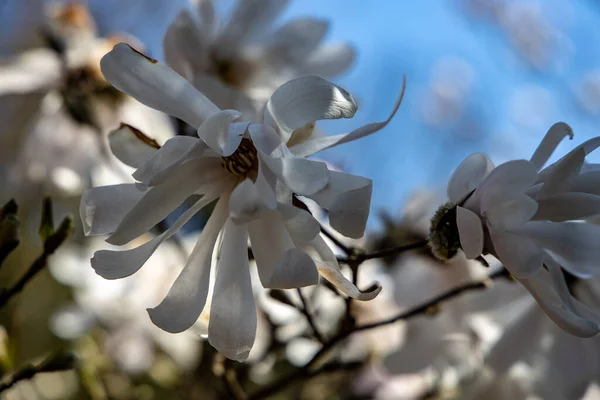Belas Delicadas Grandes Flores Magnólia Brilhantes Uma Árvore Primavera Luz — Fotografia de Stock
