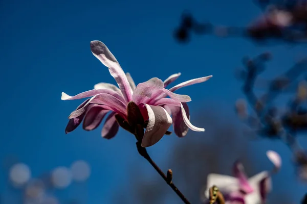 Mooie Tere Voorjaar Magnolia Bloem Een Boom Aftakking Een Achtergrond — Stockfoto