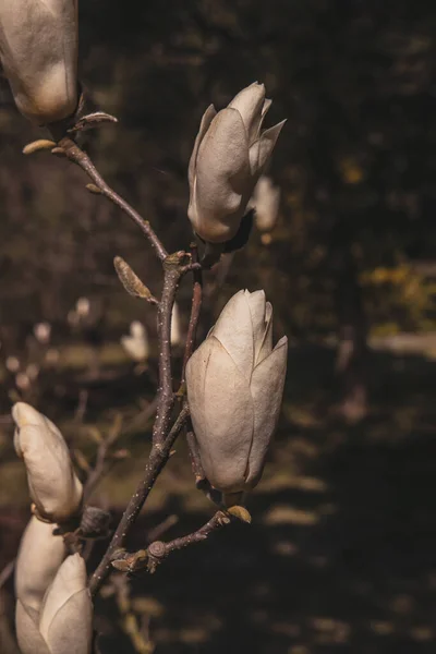 Hermosa Delicada Magnolia Grande Brillante Flores Árbol Primavera Cálido Sol — Foto de Stock