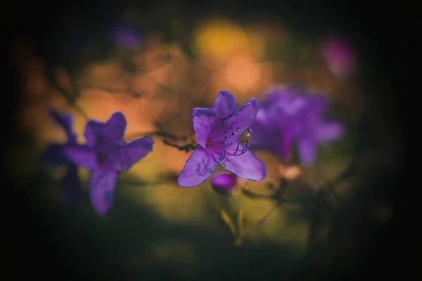 Hermosa Ramita Primavera Rododendro Cubierto Con Pequeñas Flores Delicadas Púrpura — Foto de Stock