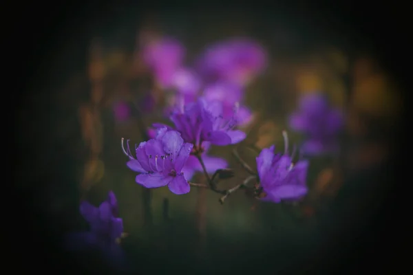 Hermosa Ramita Primavera Rododendro Cubierto Con Pequeñas Flores Delicadas Púrpura — Foto de Stock