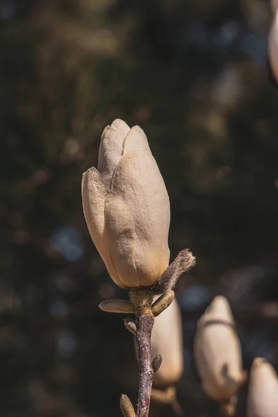 Hermosa Delicada Magnolia Grande Brillante Flores Árbol Primavera Cálido Sol — Foto de Stock