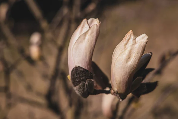 Gyönyörű Finom Nagy Fényes Magnólia Virágok Egy Tavaszi Meleg Napsütésben — Stock Fotó