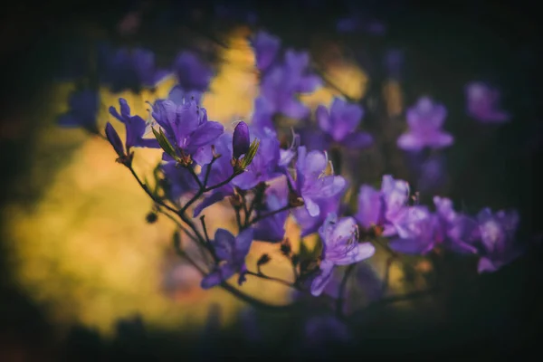 Hermosa Ramita Primavera Rododendro Cubierto Con Pequeñas Flores Delicadas Púrpura —  Fotos de Stock
