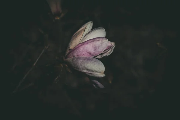 暖かい日差しの中の春の木に美しい繊細な大きな鮮やかなマグノリアの花 — ストック写真