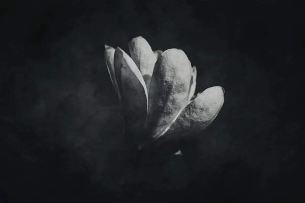 Красиві Ніжні Великі Яскраві Квіти Магнолії Весняній Ялинці Теплому Сонці — стокове фото