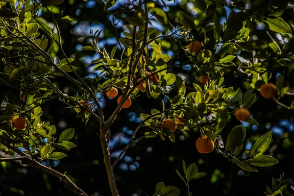 Bela Fruta Laranja Madura Suculenta Crescendo Uma Árvore Entre Folhas — Fotografia de Stock