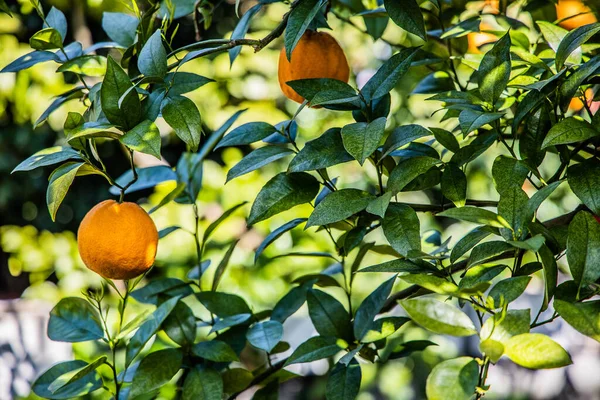 Hermosa Fruta Naranja Madura Jugosa Que Crece Árbol Entre Hojas — Foto de Stock