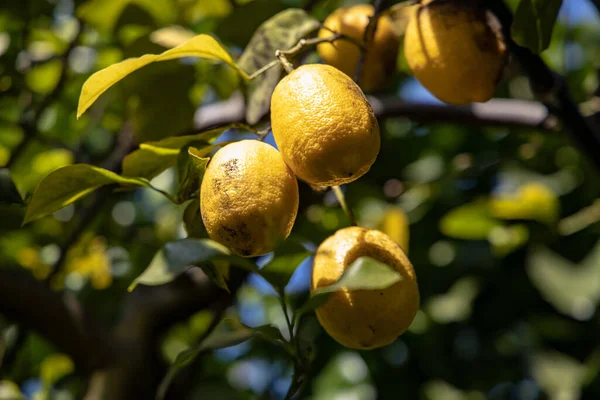 Schöne Natürliche Gelbe Schmackhafte Saftige Zitrone Auf Einem Baum Zwischen — Stockfoto