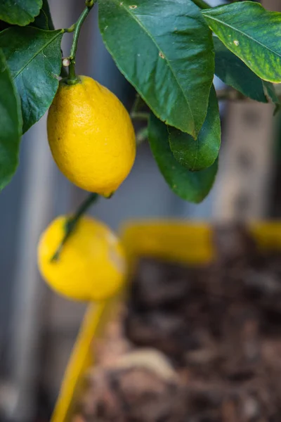 Bello Giallo Naturale Limone Succoso Saporito Albero Tra Foglie Verdi — Foto Stock