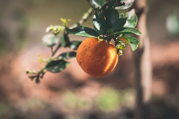 Schön Saftig Reif Früchte Orangen Wachsenden Baum Unter Anderem Grün — Stockfoto