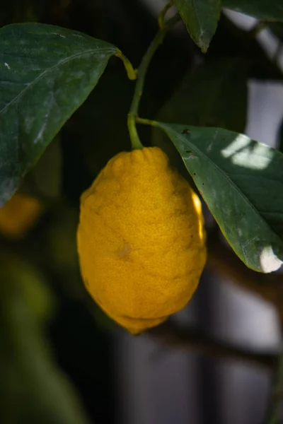 Schöne Natürliche Gelbe Schmackhafte Saftige Zitrone Auf Einem Baum Zwischen — Stockfoto