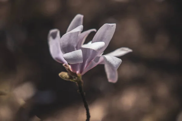 Schöne Zarte Große Helle Magnolienblüten Auf Einem Frühlingsbaum Der Warmen — Stockfoto