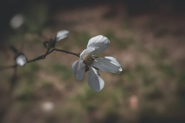 在温暖的阳光下 美丽娇嫩的大而明亮的木兰花在春天的树上绽放 — 图库照片