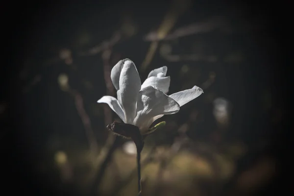 暖かい日差しの中の春の木に美しい繊細な大きな鮮やかなマグノリアの花 — ストック写真