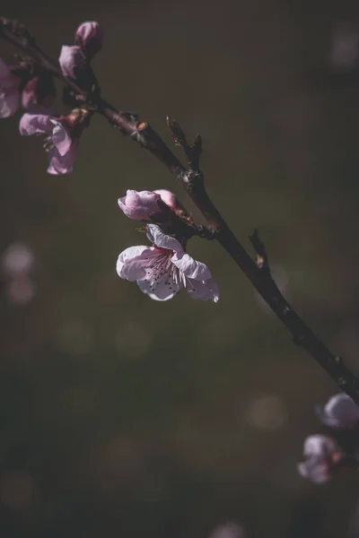 Schöner Zweig Mit Weißen Frühlingsrosa Blüten Einem Warmen Sonnigen Tag — Stockfoto