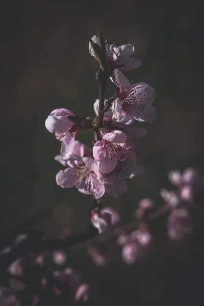 Piękna Gałąź Drzewa Białymi Wiosennymi Różowymi Kwiatami Ciepły Słoneczny Dzień — Zdjęcie stockowe