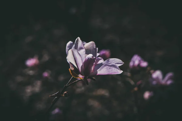Güzel Narin Parlak Manolya Çiçekleri Ilık Güneş Işığında Bahar Ağacında — Stok fotoğraf