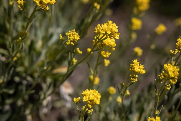 Όμορφα Κίτρινα Μικρά Λουλούδια Ένα Φυσικό Περιβάλλον Στον Κήπο Μια — Φωτογραφία Αρχείου