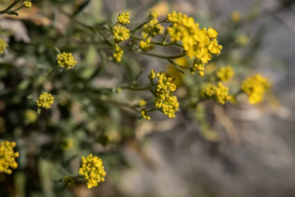 Όμορφα Κίτρινα Μικρά Λουλούδια Ένα Φυσικό Περιβάλλον Στον Κήπο Μια — Φωτογραφία Αρχείου