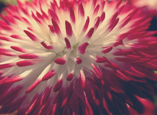 Bellissimo Originale Sfondo Astratto Macro Fiore Margherita Bianco Rosa — Foto Stock