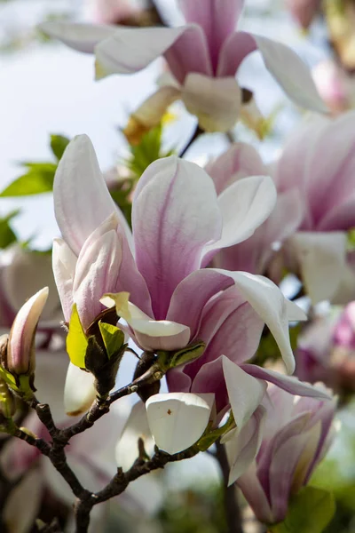 Mooie Delicate Grote Heldere Magnolia Bloemen Een Lenteboom Warme Zonneschijn — Stockfoto