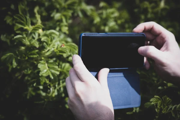 Чоловічі Руки Тримають Телефон Під Час Фотографування Зелених Кущів Навесні — стокове фото