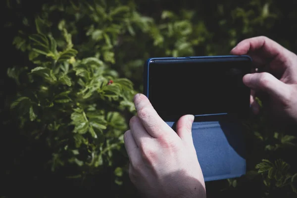 Чоловічі Руки Тримають Телефон Під Час Фотографування Зелених Кущів Навесні — стокове фото