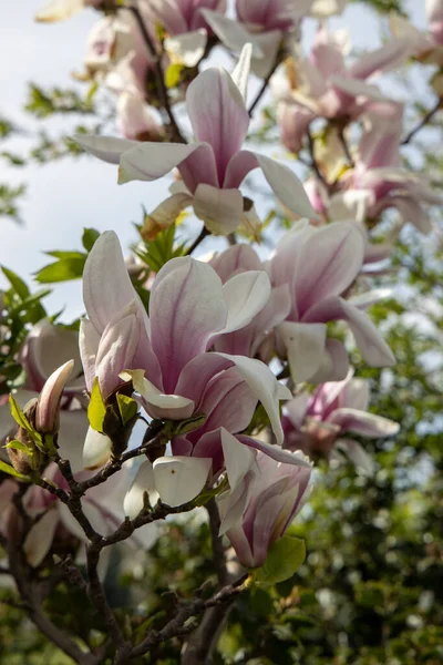 Mooie Delicate Grote Heldere Magnolia Bloemen Een Lenteboom Warme Zonneschijn — Stockfoto