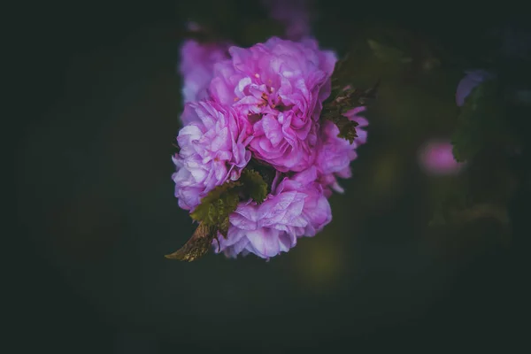 Vacker Lila Blomma Buske Sommar Kväll Varm Sol — Stockfoto