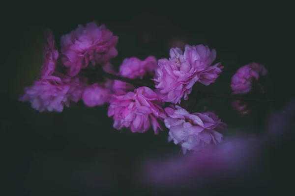 Bello Viola Fiore Cespuglio Estate Sera Sole Caldo — Foto Stock