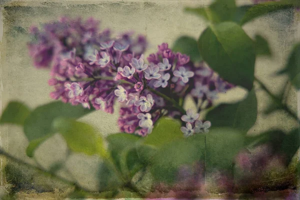 緑の葉で紫色のライラックを咲かせる美しい春の小枝 — ストック写真