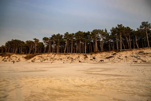 Belas Dunas Areia Branca Com Grandes Pinheiros Crescendo Sobre Eles — Fotografia de Stock