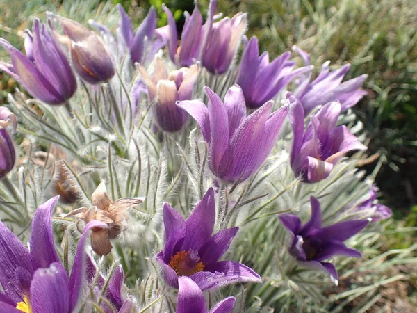 Красиві Ніжні Весняно Фіолетові Пасовища Ростуть Саду Тепле Сонце Серед Ліцензійні Стокові Фото